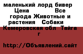 маленький лорд бивер › Цена ­ 10 000 - Все города Животные и растения » Собаки   . Кемеровская обл.,Тайга г.
